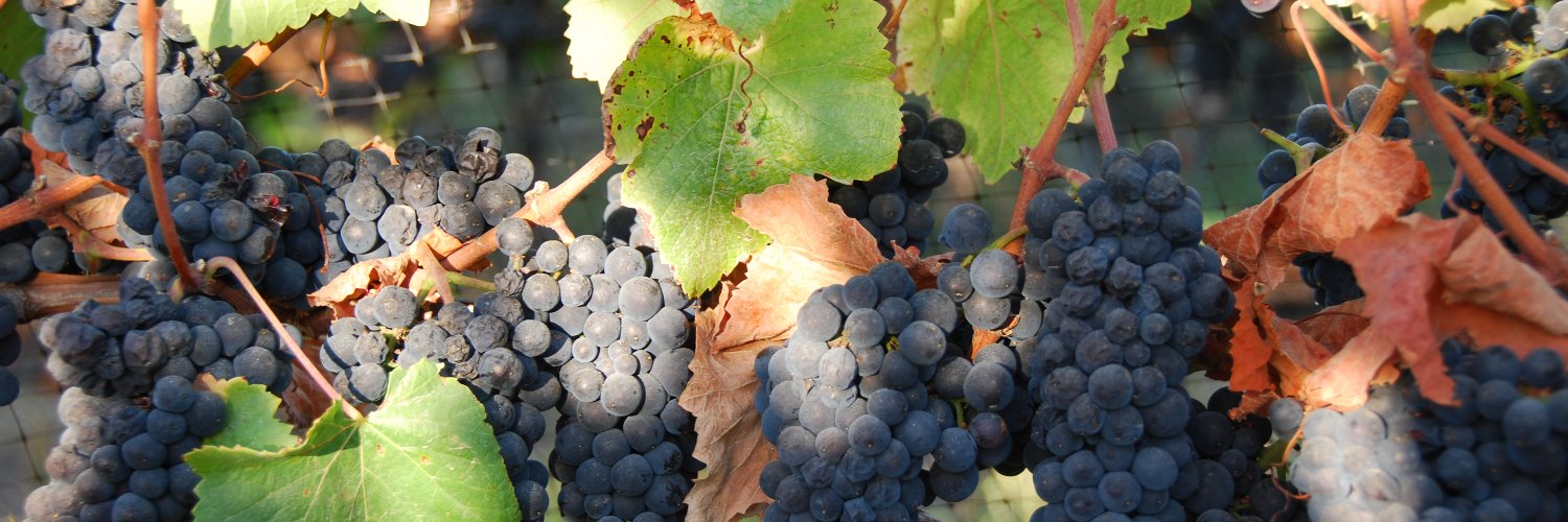 Wes Hagen, Estate HostNative9 Wine, Wine Raconteur banner