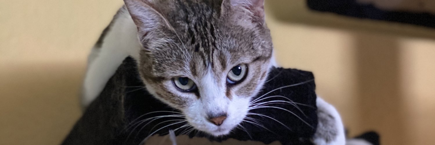 Claudisgs's profile banner image