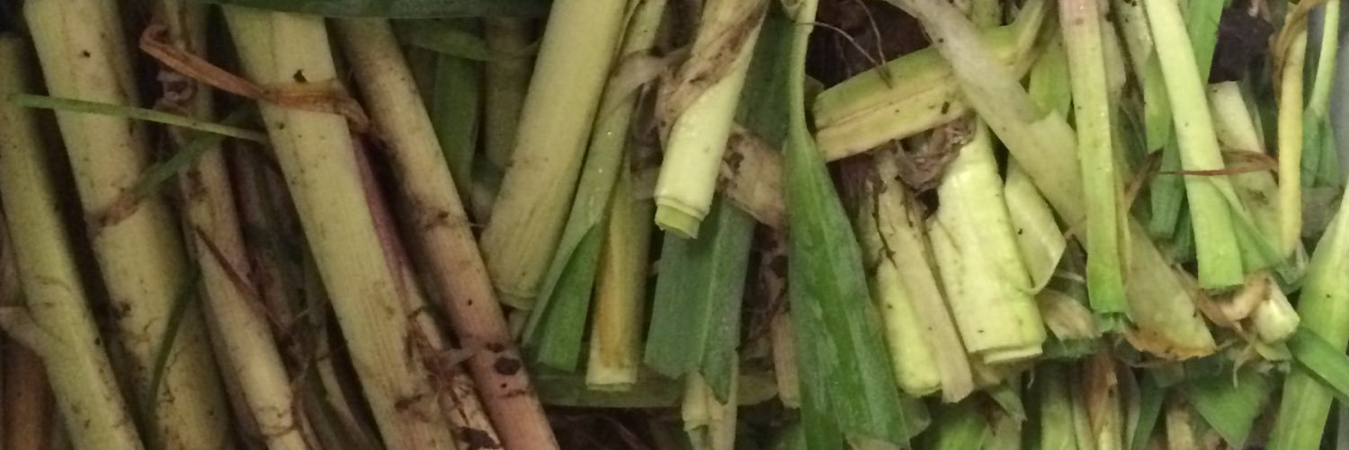 ECameronBryant's profile banner image