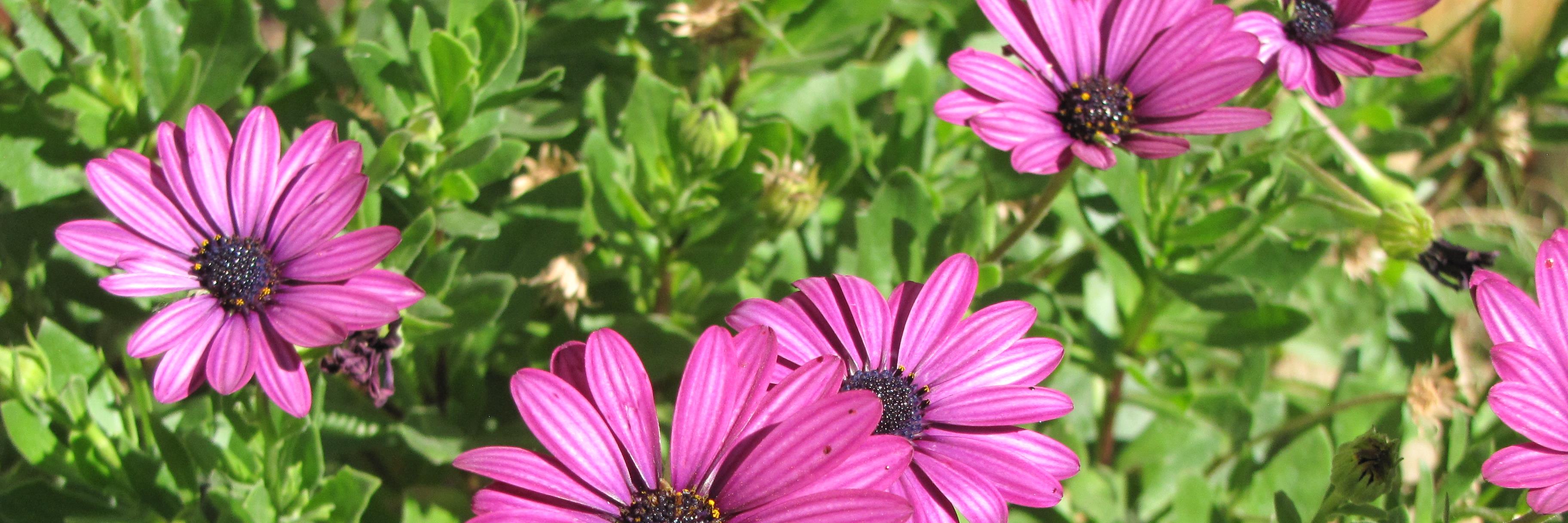 Not_A_Fly's profile banner image