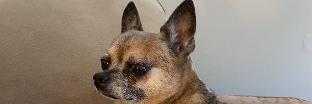 MintyCat23's profile banner image