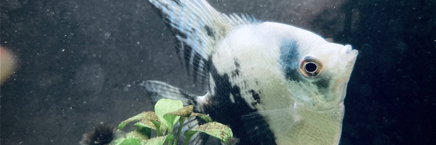 tswerl's profile banner image