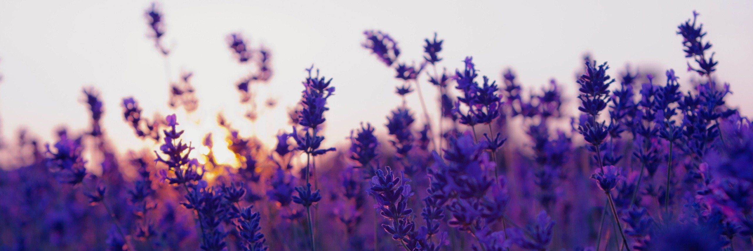 catherineraina's profile banner image