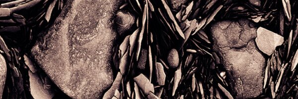 BolsoverBeast Profile Banner