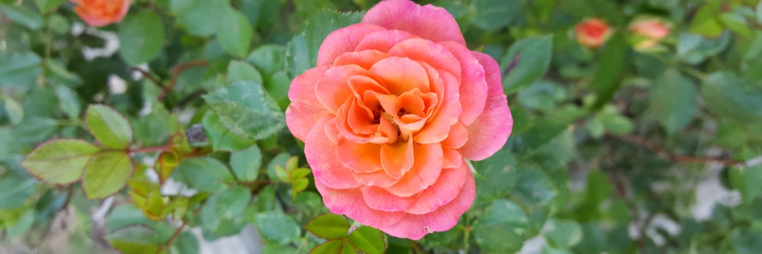 abbylwright13's profile banner image