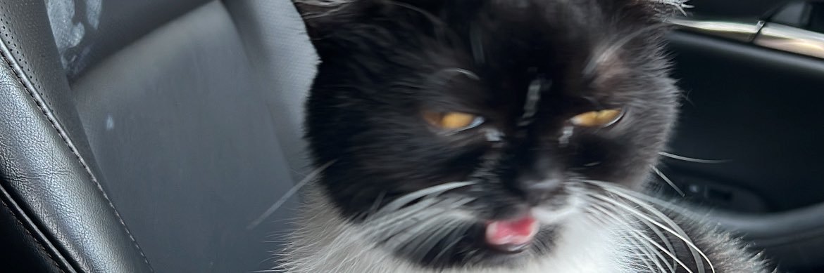 erinnazli's profile banner image