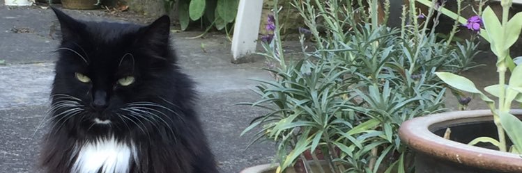 melli44's profile banner image