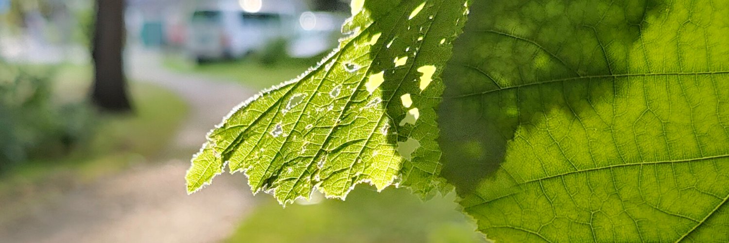 zwanenbergje's profile banner image