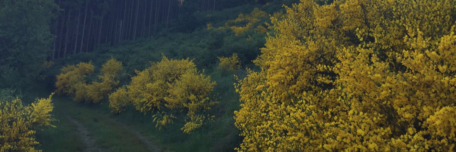 AloisPaffe's profile banner image