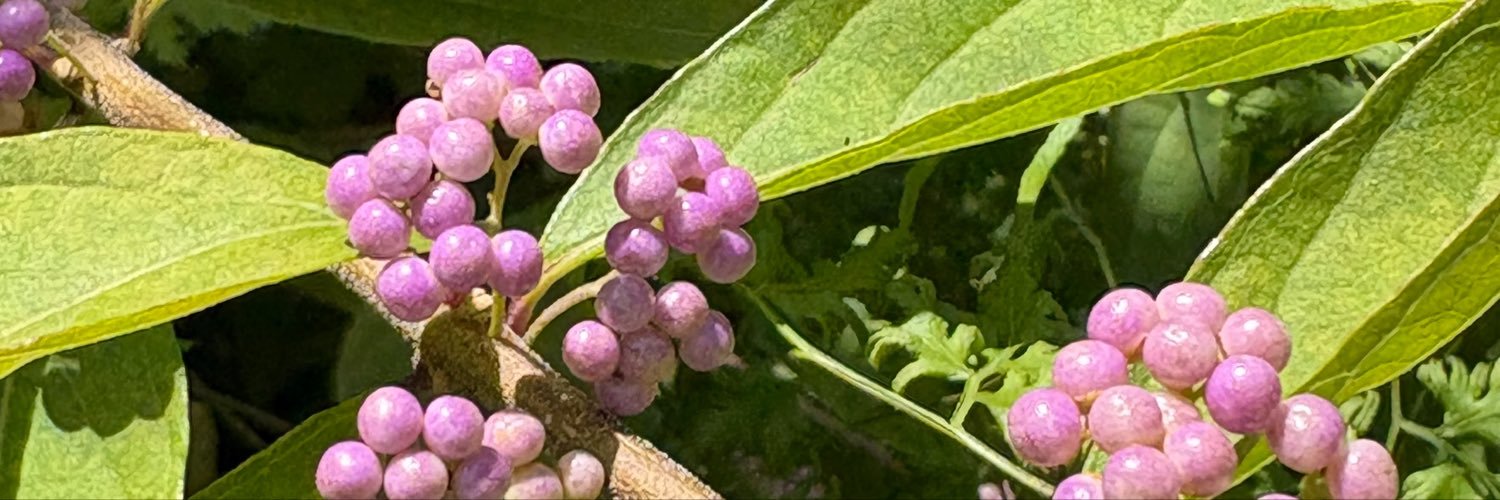 LLemonlime901's profile banner image