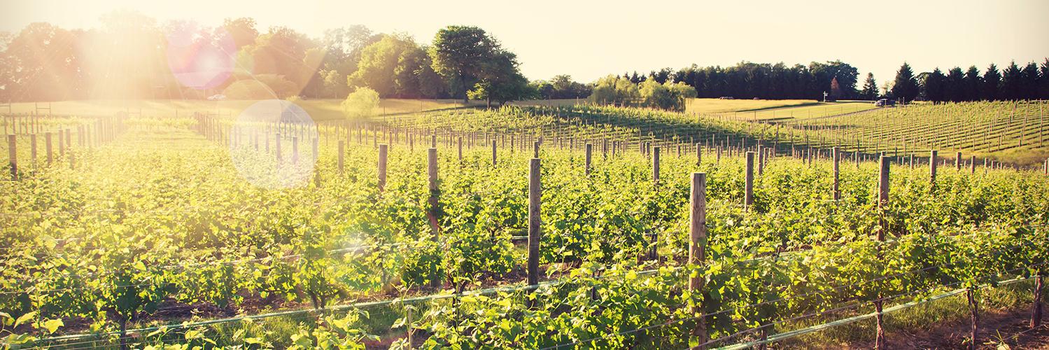 8 Chains North banner