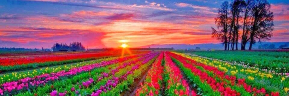 Kathryn Milner banner