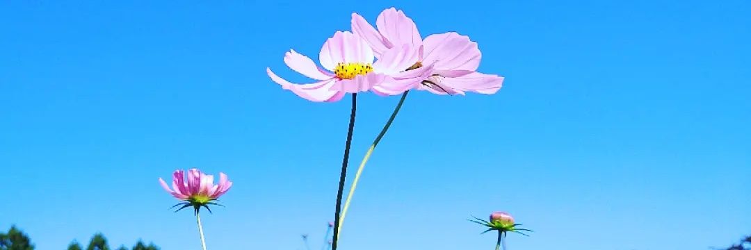 mika_ex52's profile banner image