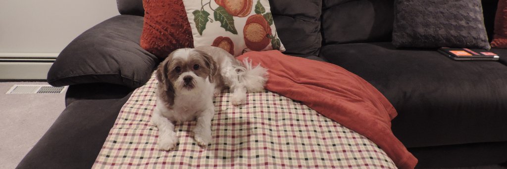 personallypaws's profile banner image