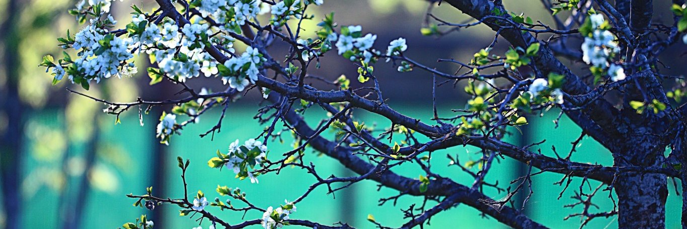 Tarini84's profile banner image