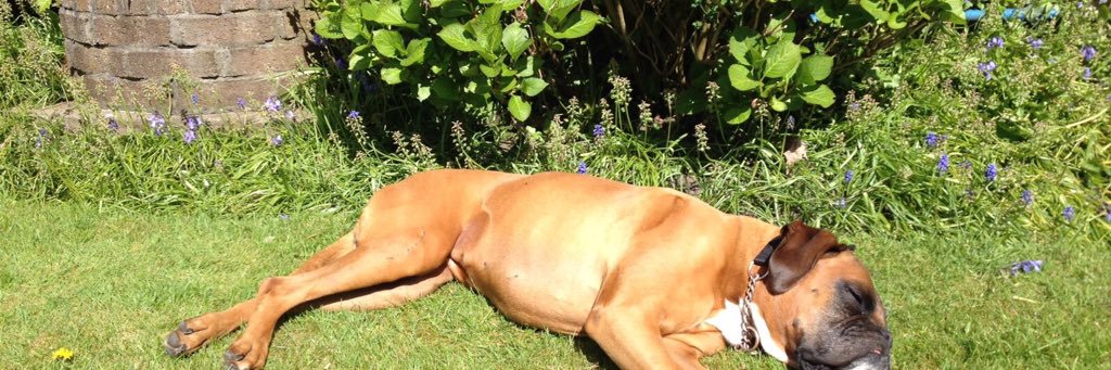 David Illingworth banner