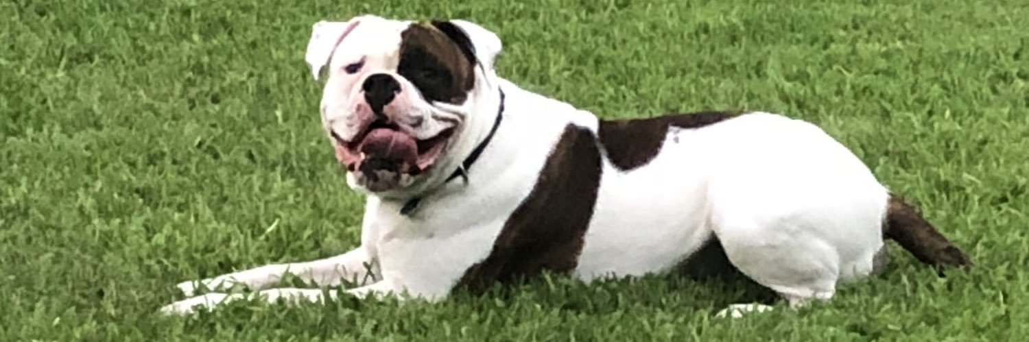 soccerballn's profile banner image