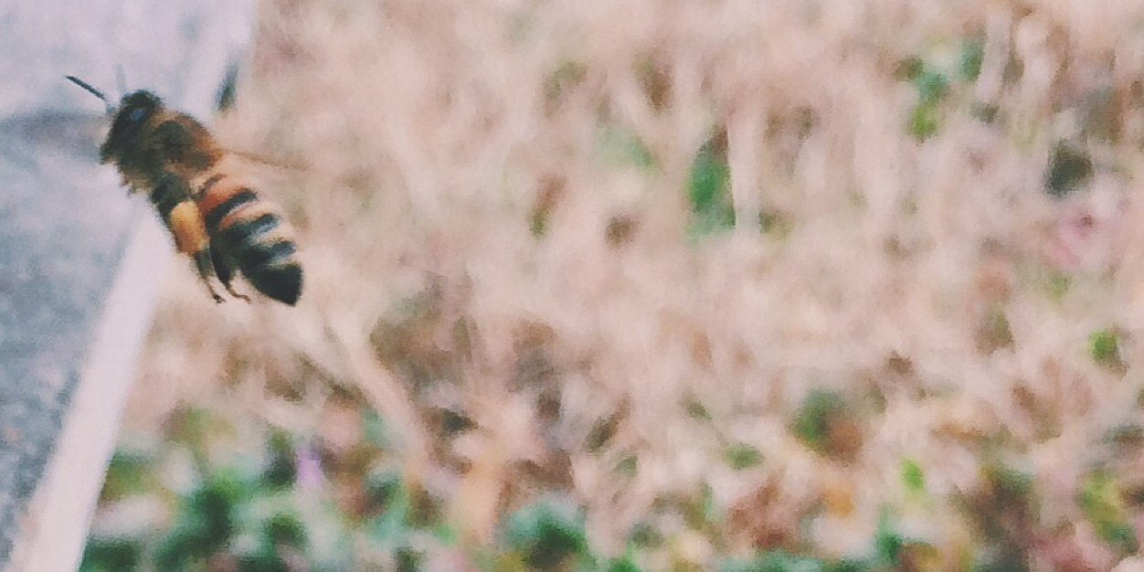 davybaysinger's profile banner image