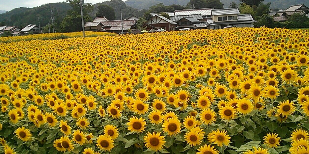 panpatu1's profile banner image