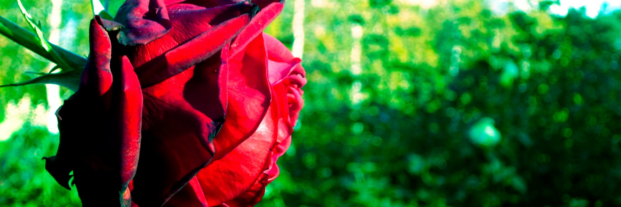 ScovaNotion's profile banner image
