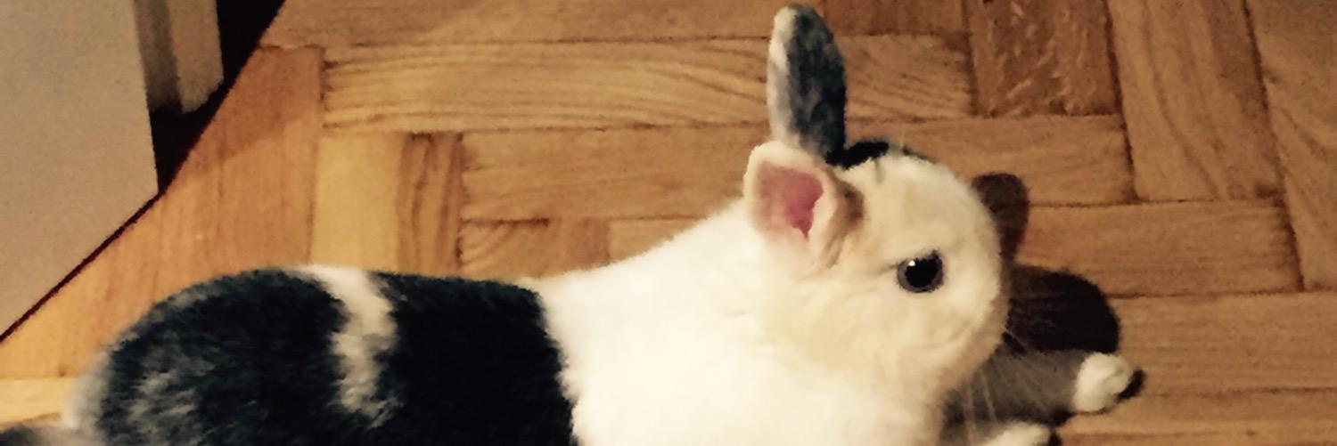 Garspodo's profile banner image