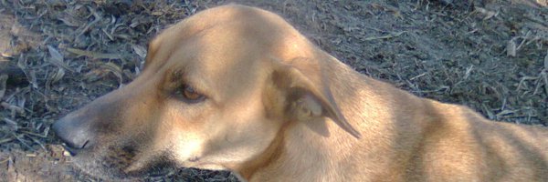 andresgim Profile Banner