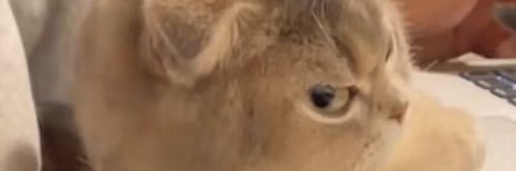 kyaom98's profile banner image