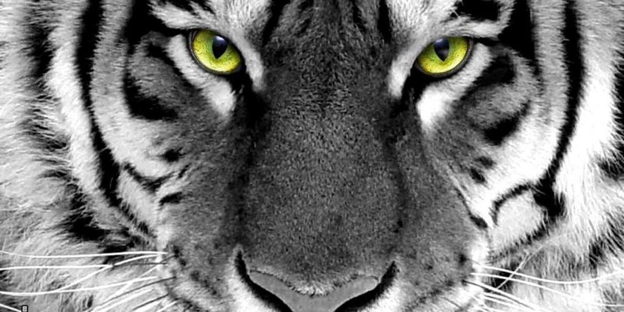 Ashton8xtu's profile banner image