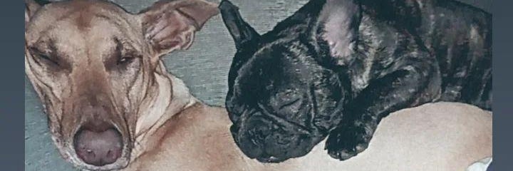 Cam_Rodriguez_'s profile banner image