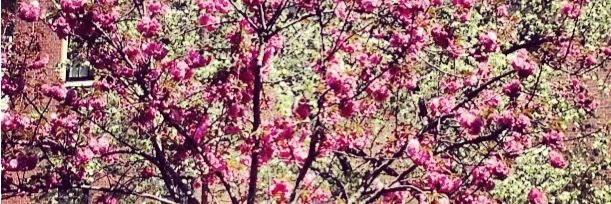 Flores513's profile banner image