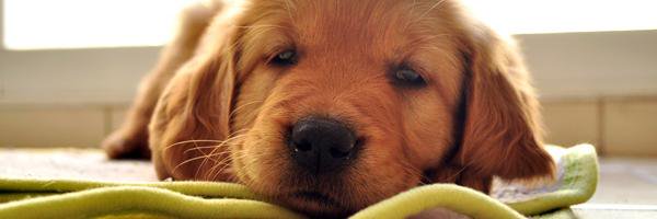 hundepodden's profile banner image