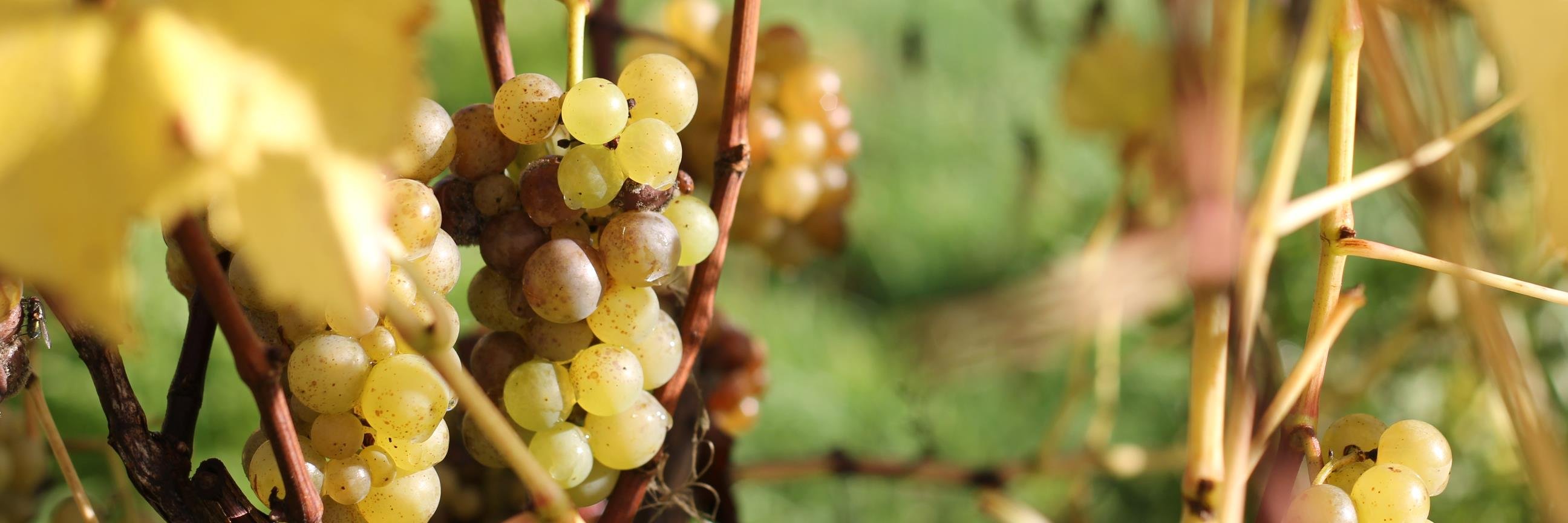 Elizabeth Kelly MW banner