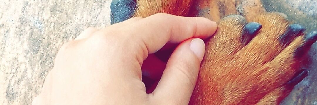 AmandaAlves_L's profile banner image