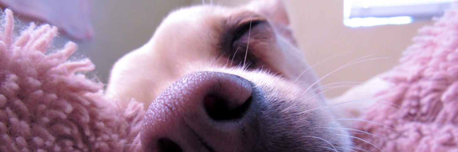 marisapieper's profile banner image