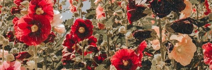 floreas1202's profile banner image