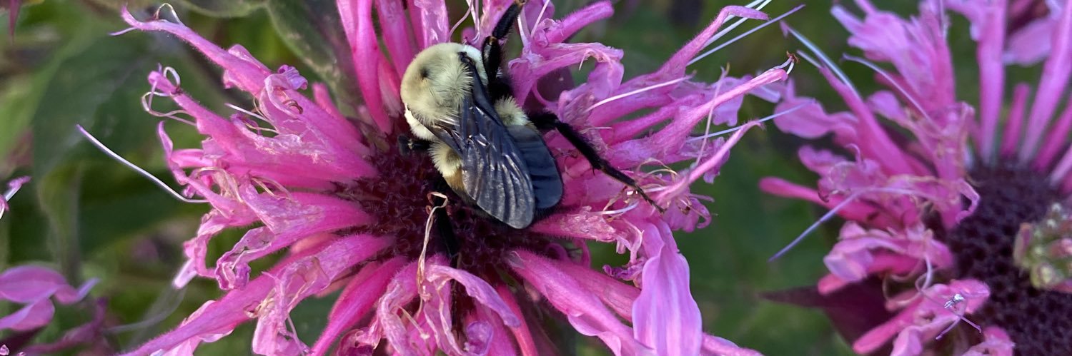 R. Huber-Jones 🌻 banner