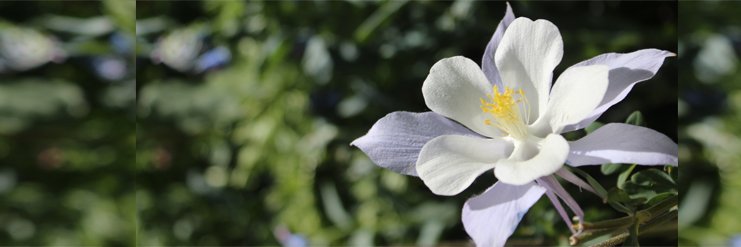 pthubert's profile banner image
