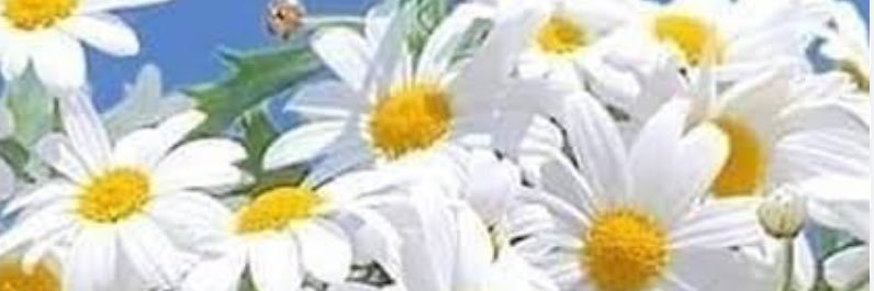 foz5rya's profile banner image
