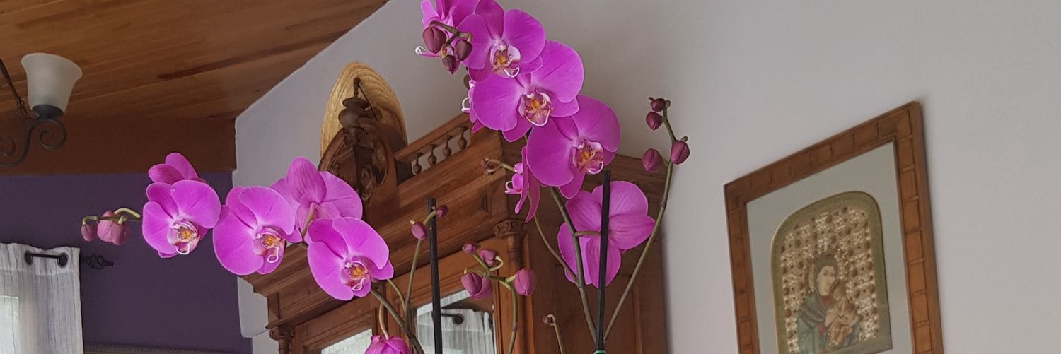 anglsgaresc's profile banner image