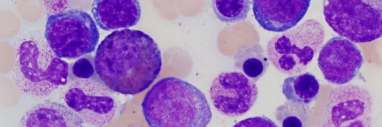 Lisa Hartzheim banner