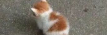 pearus1's profile banner image