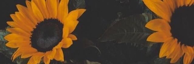 Bellavalladao's profile banner image