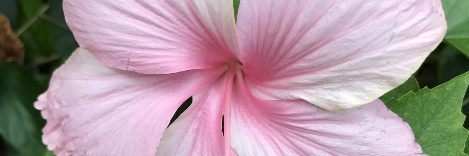 Poppopprincess1's profile banner image
