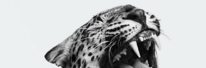 bertolaxx's profile banner image