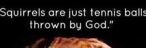 sarah cookson banner