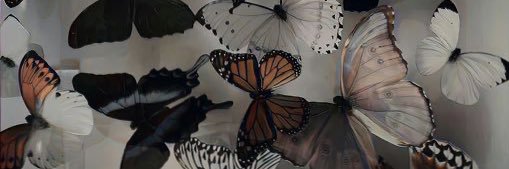colddonna's profile banner image
