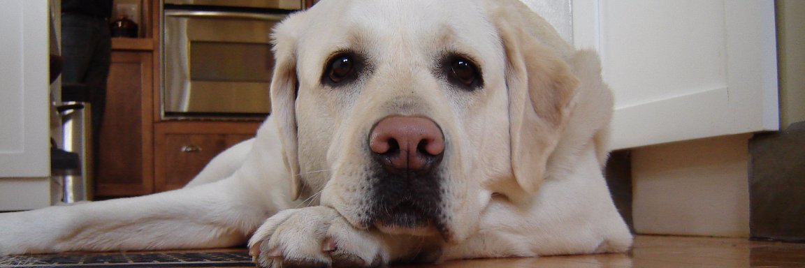 LifeInDogLane's profile banner image