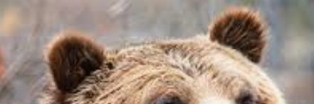 Rebelxbear's profile banner image