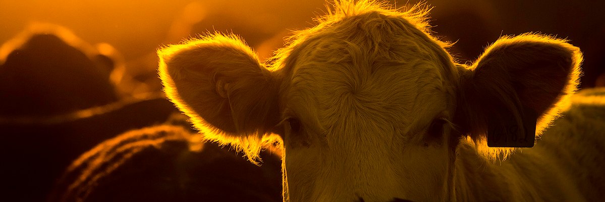 Kasko Cattle Co. banner