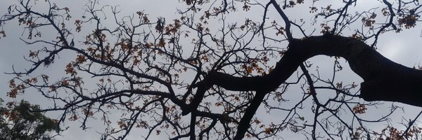 EscXdios Profile Banner